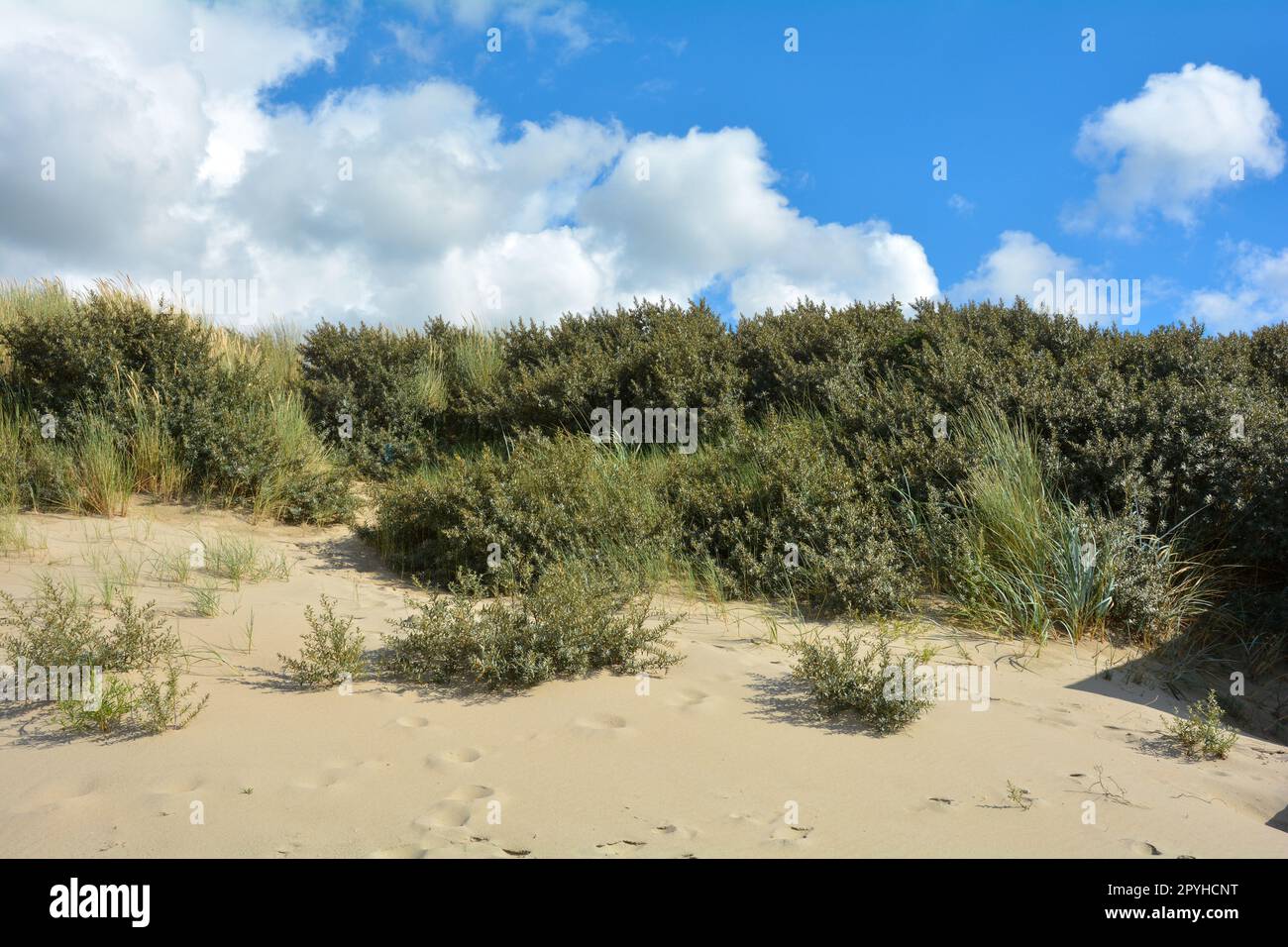 Dune di sabbia con erba da spiaggia nel Mare del Nord Foto Stock