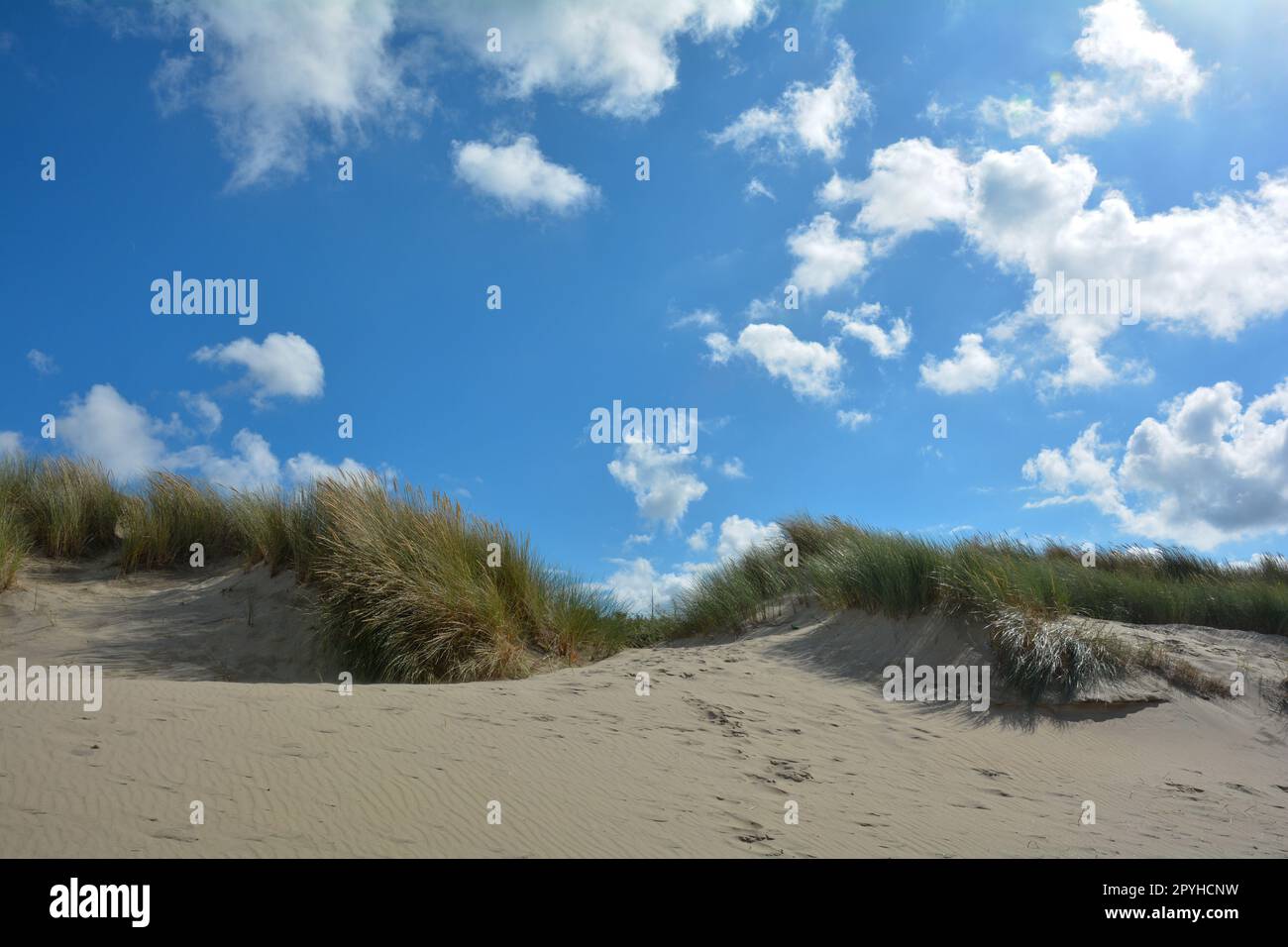Dune di sabbia con erba da spiaggia nel Mare del Nord Foto Stock