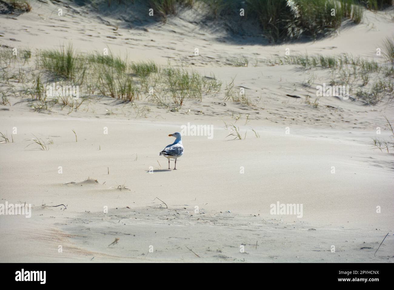 Gull tra le dune sabbiose con avena da spiaggia Foto Stock