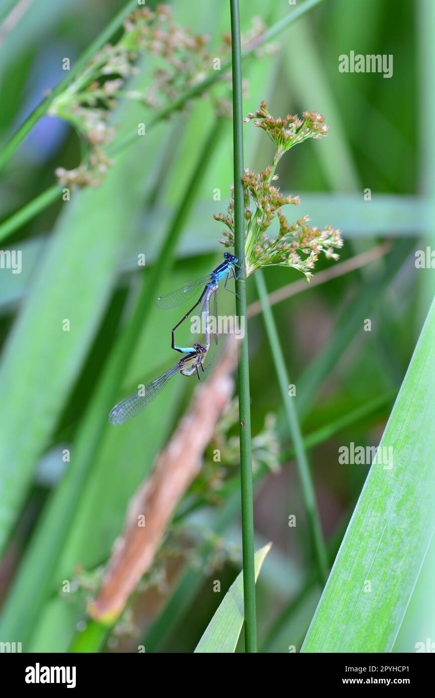 Due libellule che si accoppiano in natura Foto Stock