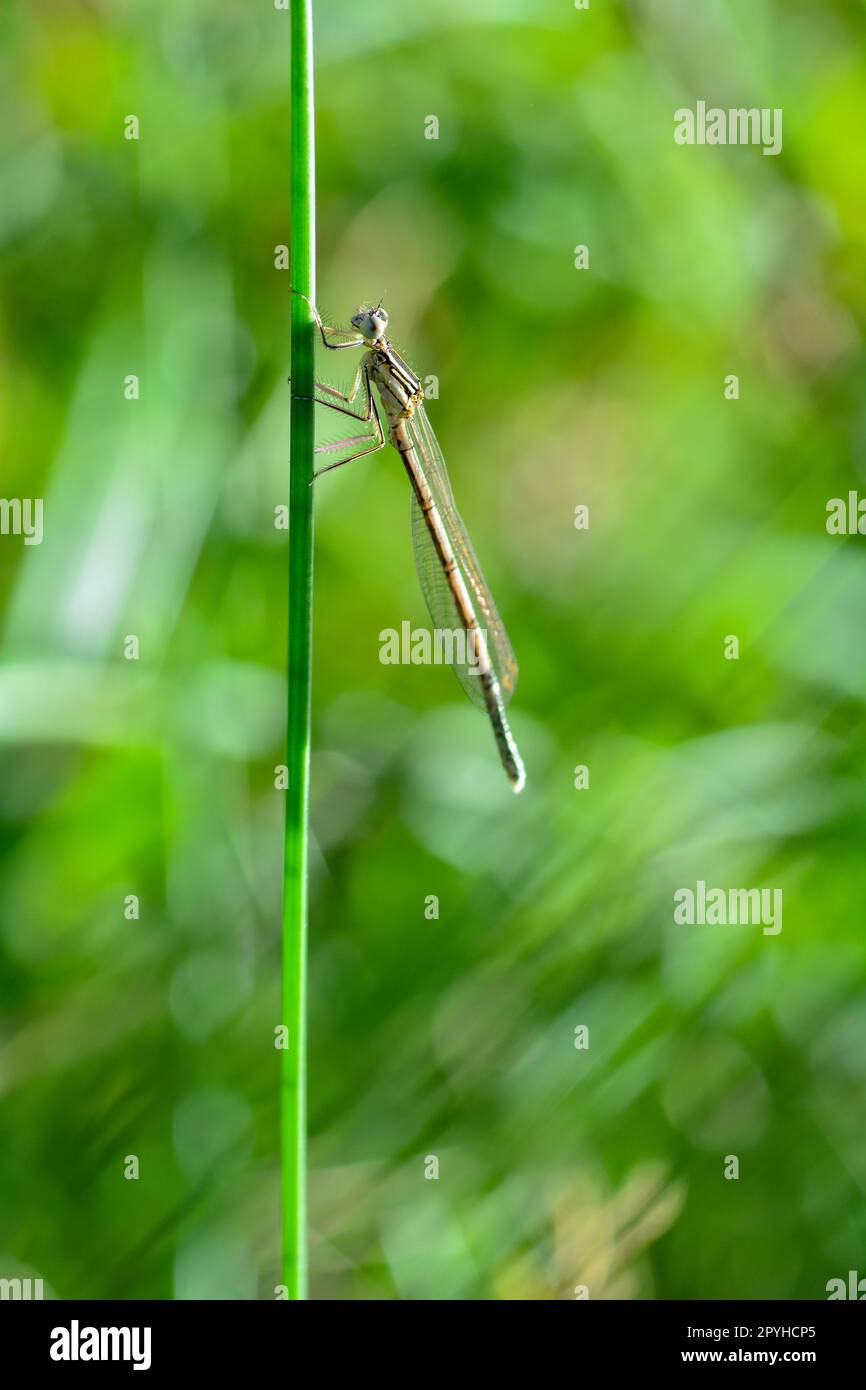 Una Dragonfly nella natura verde Foto Stock