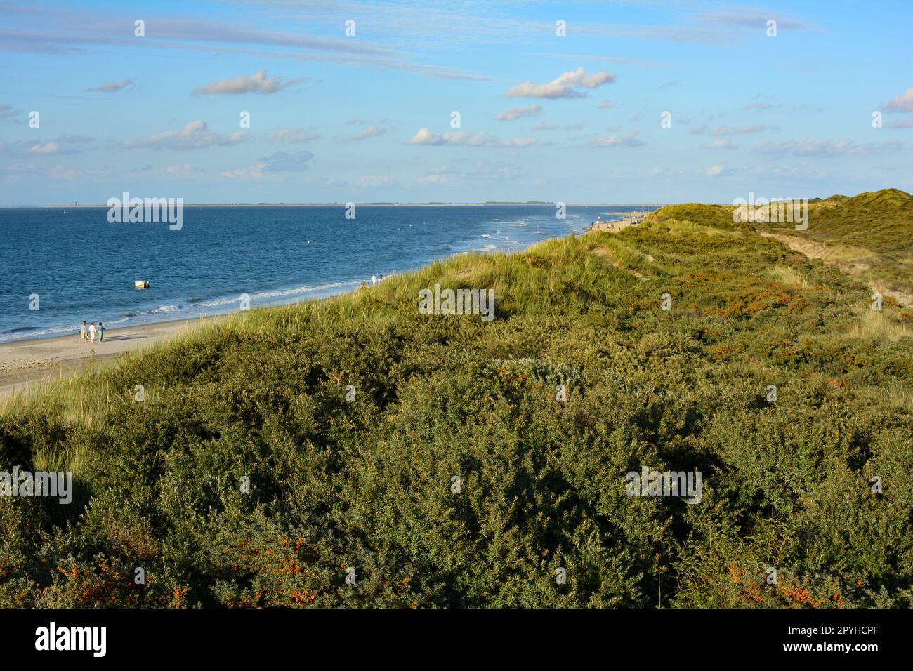 Dune di sabbia, erba da spiaggia e mare Foto Stock