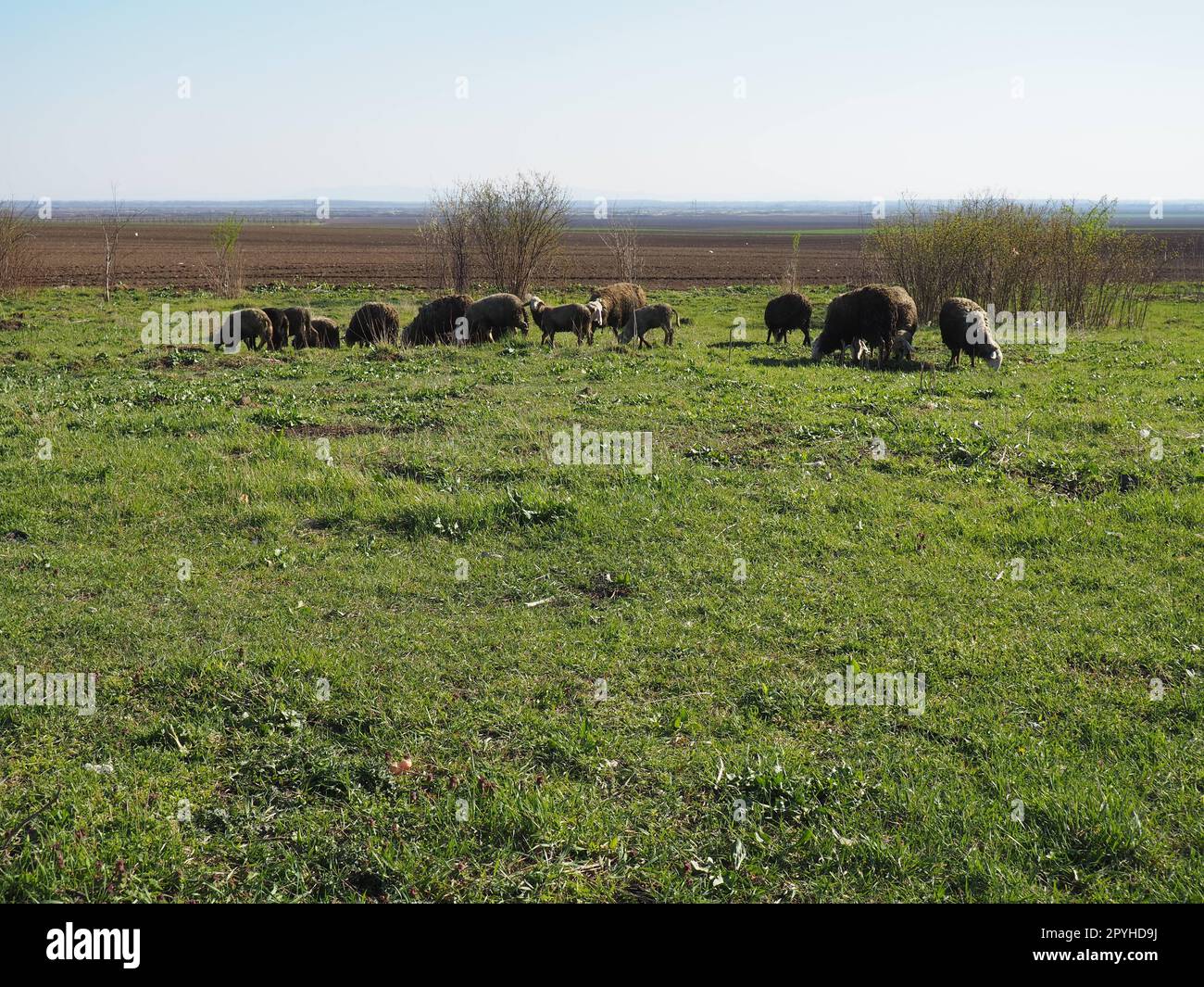 Una mandria di arieti nel campo. I ruminanti pascolano nel prato. Pecore e arieti vengono allevati all'erba. Agricoltura e allevamento di animali in Serbia. Razza di pecore marrone o nera. Animali destinati alla produzione di lana Foto Stock