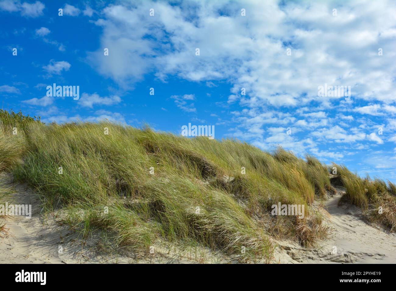 Dune di sabbia con erba da spiaggia nel Mare del Nord Foto Stock