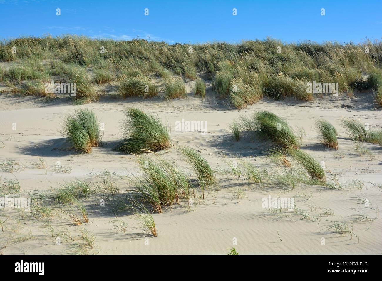 Dune di sabbia con erba da spiaggia nel Mare del Nord con cielo blu Foto Stock