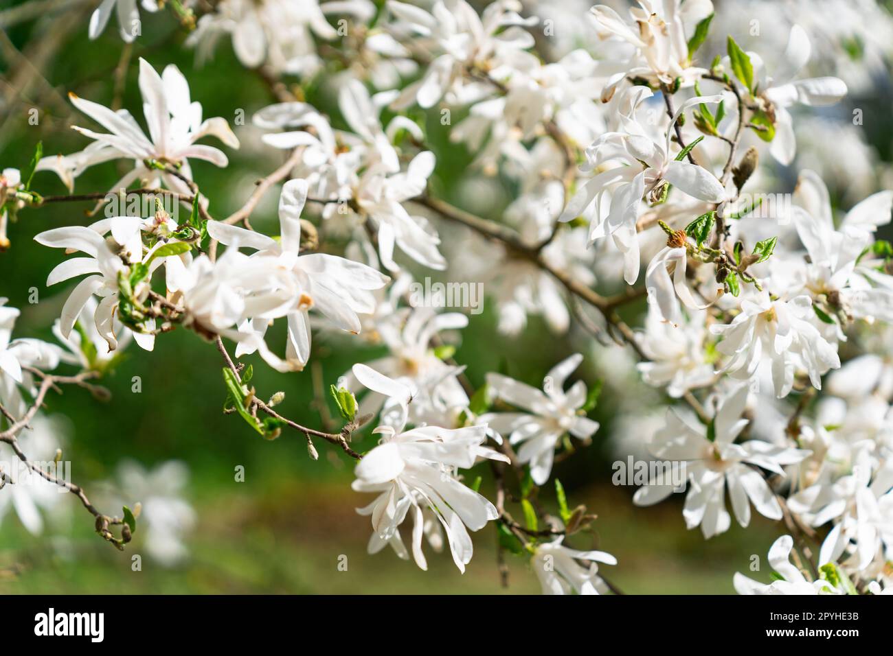 La Magnolia stellata, a volte chiamata la stella magnolia, è un arbusto a crescita lenta o un piccolo albero originario del Giappone. Porta grandi fiori bianchi o rosa appariscenti all'inizio della primavera, prima che le foglie si aprano. Foto Stock