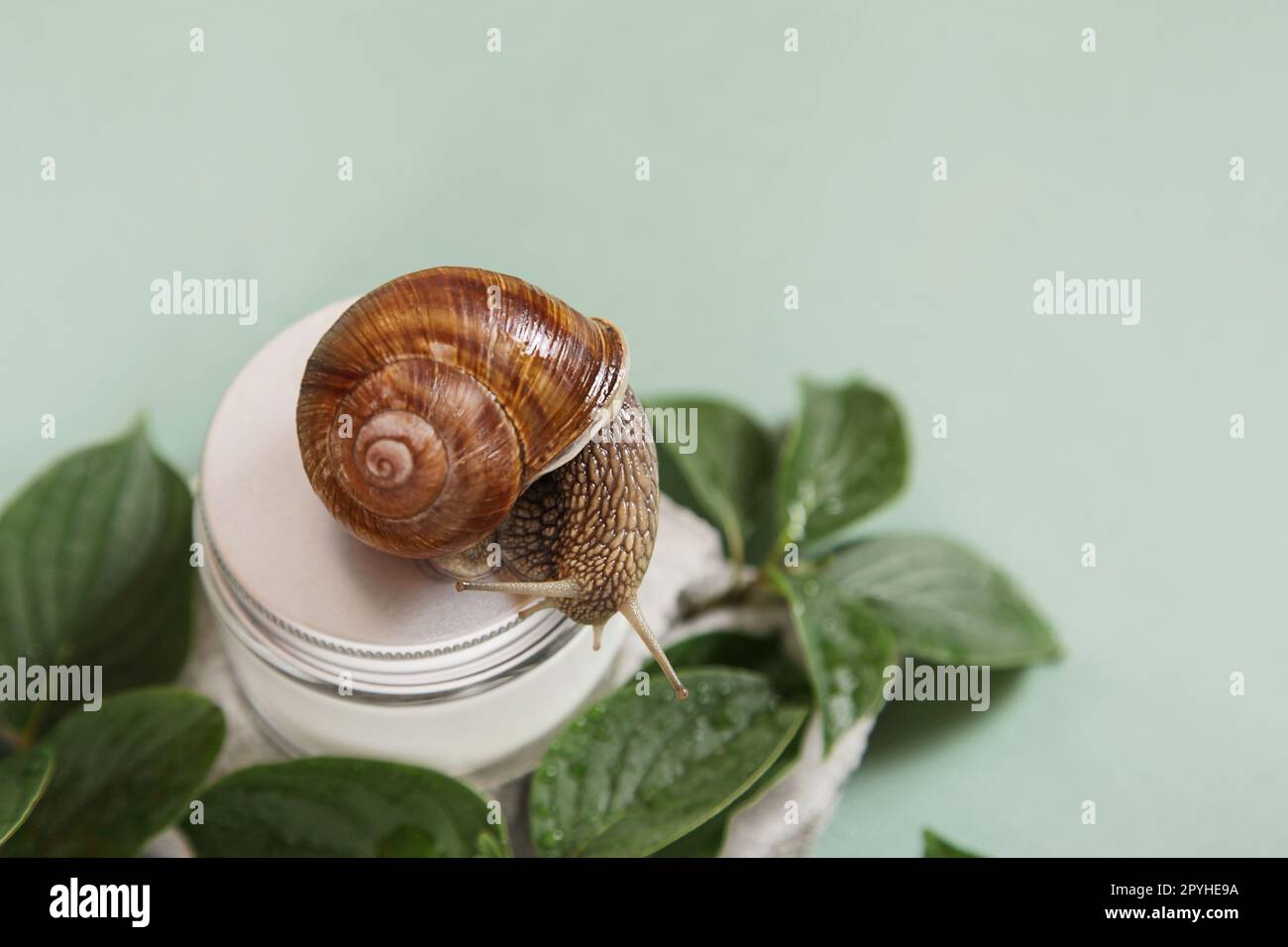 Lumaca, barattolo di crema per la pelle su sfondo verde foglie. Melma di lumaca. Concetto di clinica di bellezza. Foto Stock