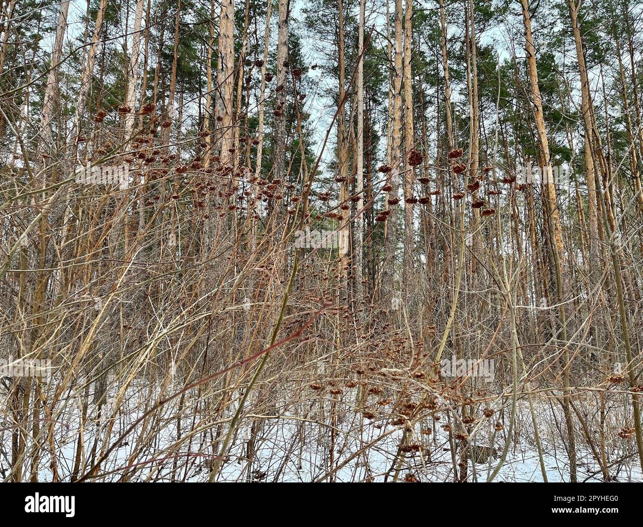 nella foresta invernale, bacche su cespugli per uccelli Foto Stock