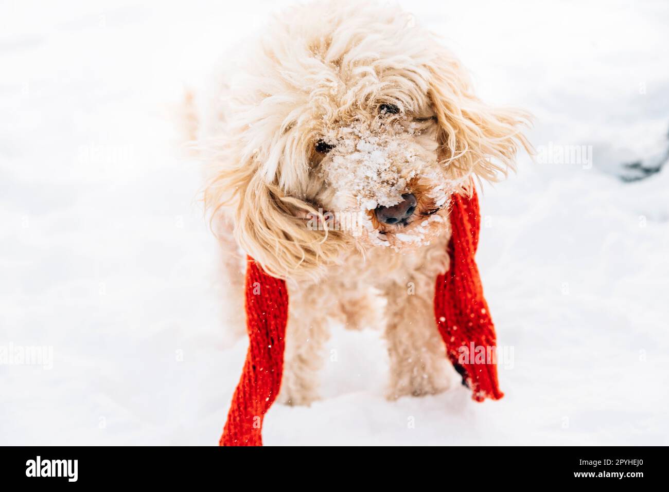Simpatico e divertente cagnolino con sciarpa rossa che gioca e salta nella neve. Foto Stock