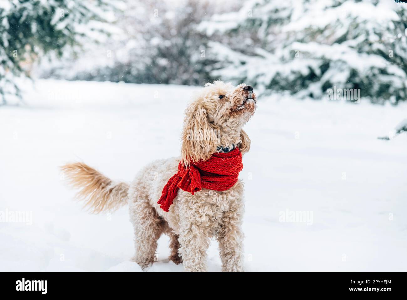 Simpatico e divertente cagnolino con sciarpa rossa che gioca e salta nella neve. Foto Stock