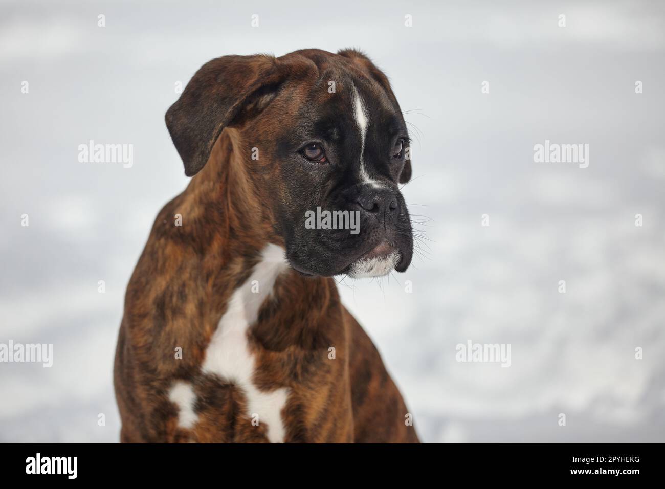 ritratto di un giovane cucciolo di boxe di colore tigre. foto in inverno su sfondo innevato. Foto Stock