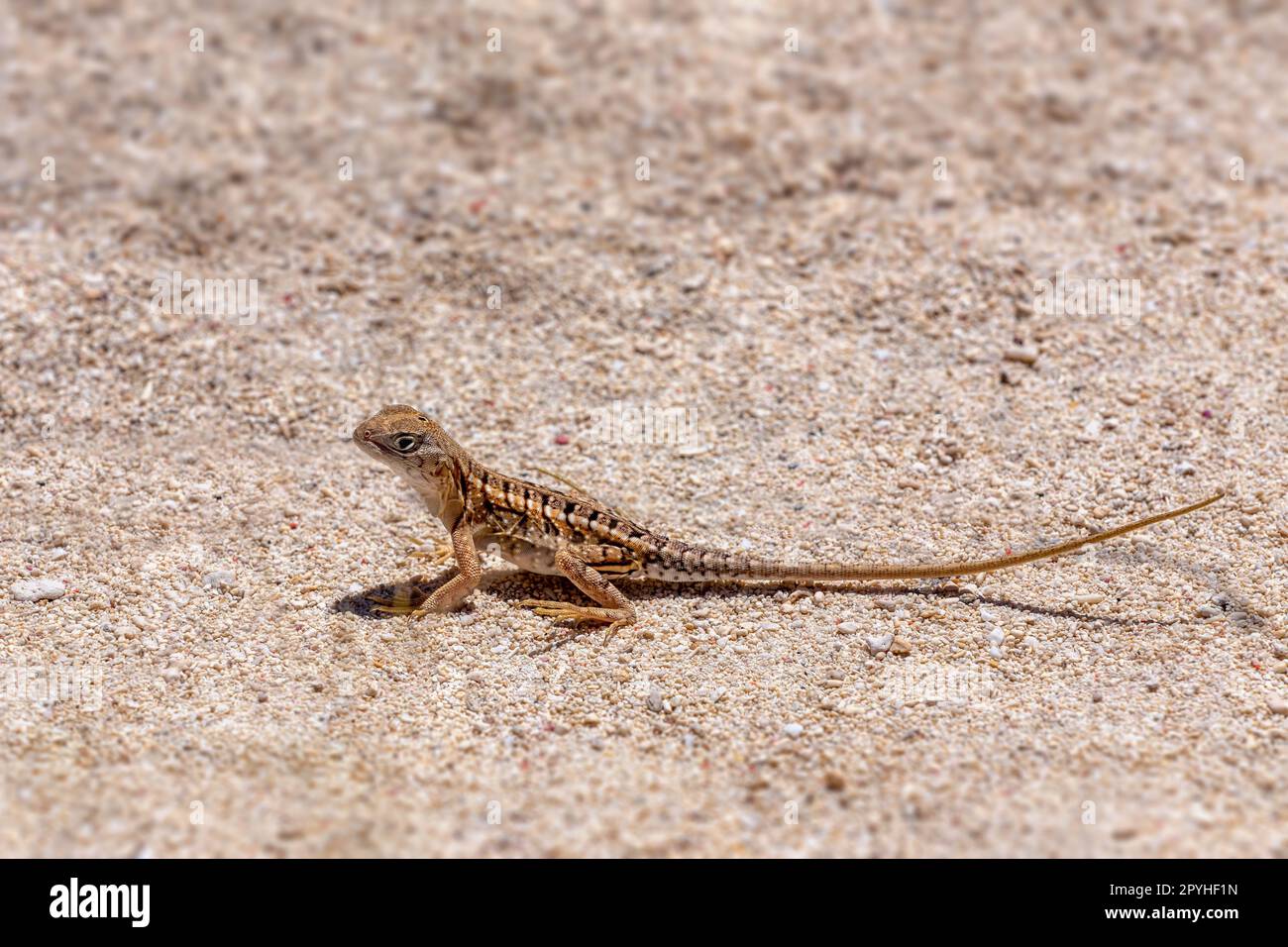 Chalarodon madagascariensis, Nosy VE, animale di fauna selvatica del Madagascar Foto Stock