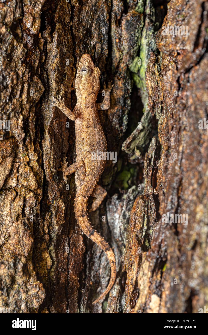 Hemidactylus mercatorius, Tsingy de Bemaraha, Madagascar fauna selvatica Foto Stock
