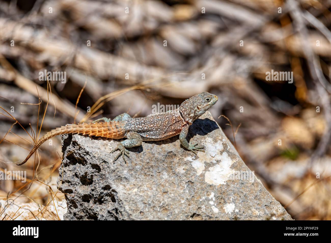 Merrem's Madagascar Swift, Oplurus cyclurus, Parco Nazionale di Tsimanampetsotsa. Fauna selvatica del Madagascar Foto Stock