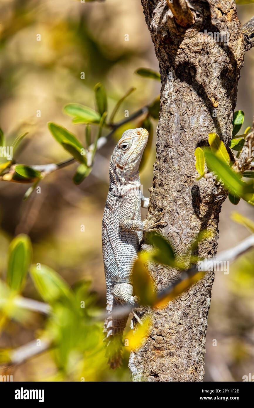 Merrem's Madagascar Swift, Oplurus cyclurus, Arboretum d'Antsokay. Fauna selvatica del Madagascar Foto Stock