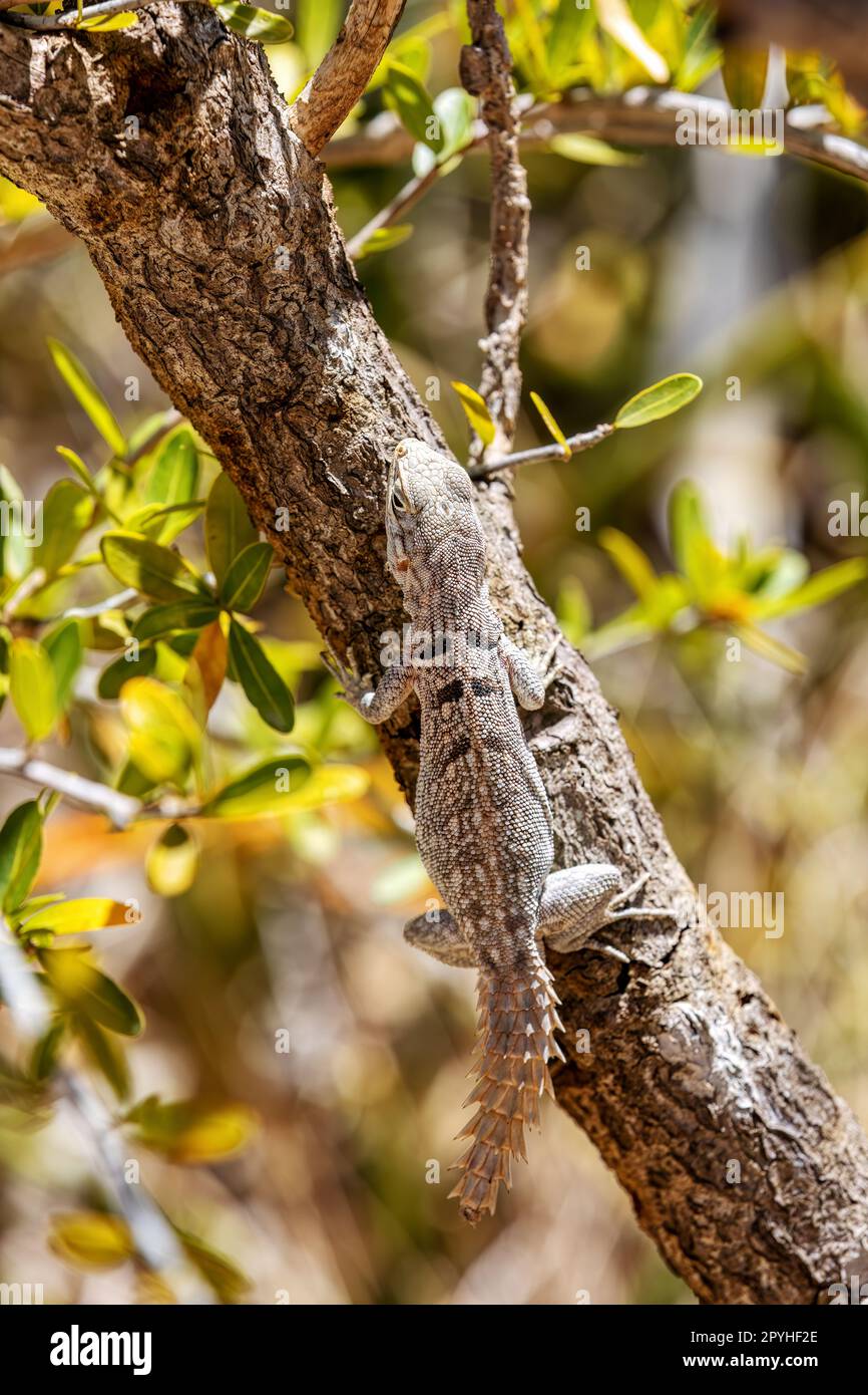 Merrem's Madagascar Swift, Oplurus cyclurus, Arboretum d'Antsokay. Fauna selvatica del Madagascar Foto Stock