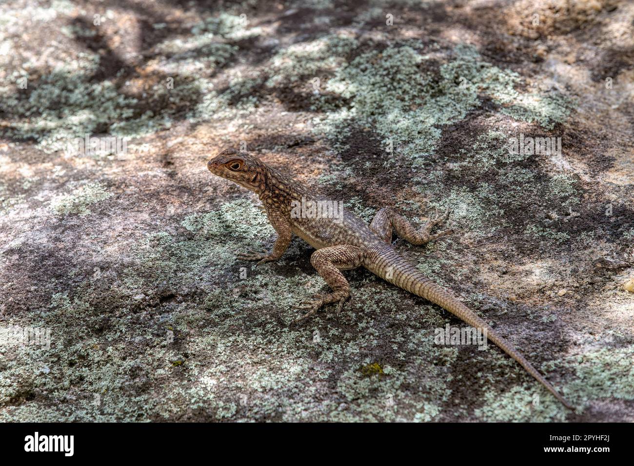 Dumeril's Madagascar Swift, Oplurus quadrimaculatus, Isalo National Park. Fauna selvatica del Madagascar Foto Stock