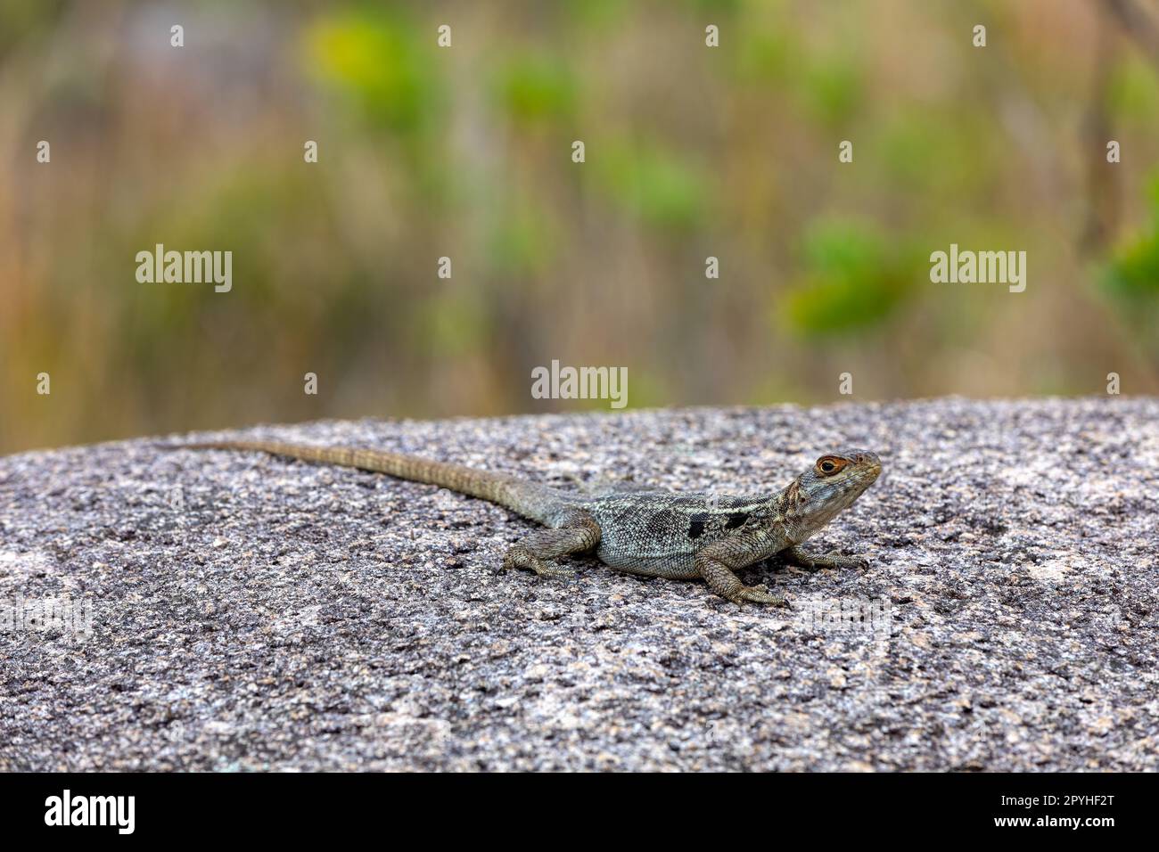 Dumeril's Madagascar Swift, Oplurus quadrimaculatus, Andringitra National Park. Fauna selvatica del Madagascar Foto Stock