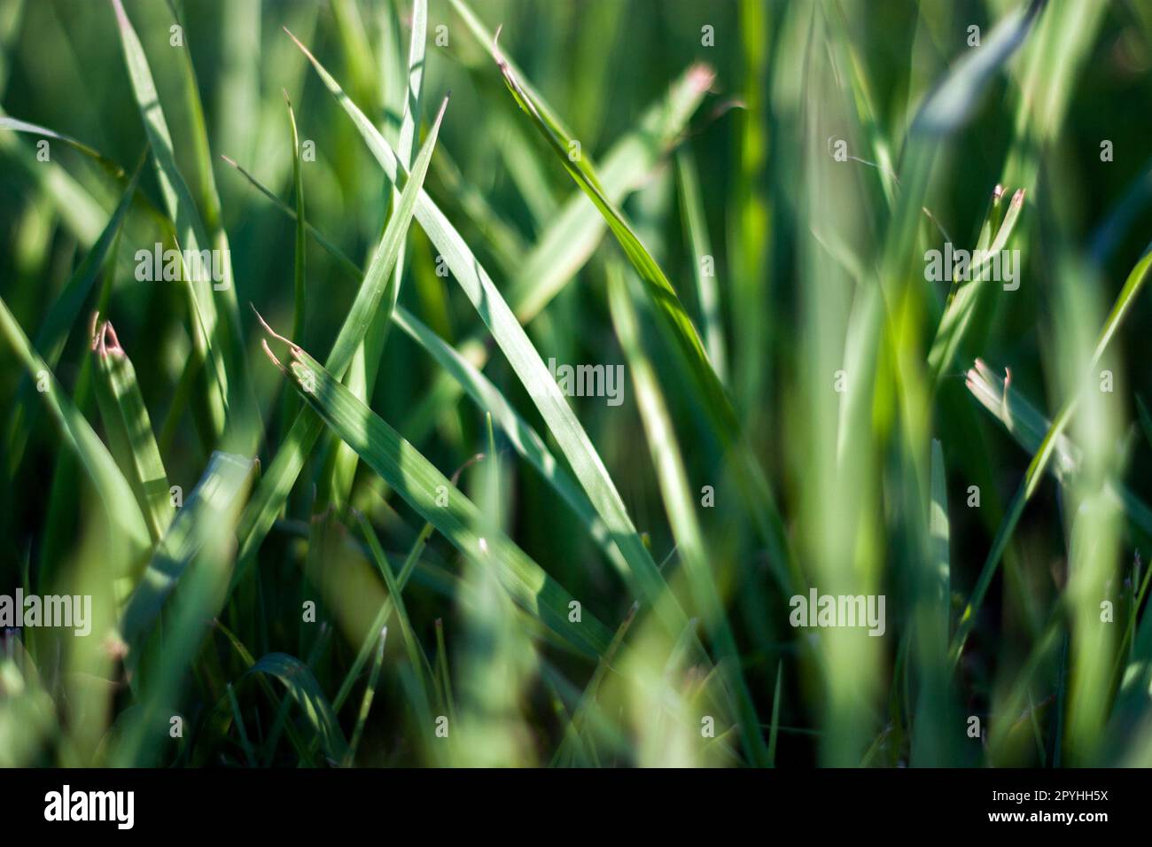 Erba estiva astratta con bokeh Foto Stock