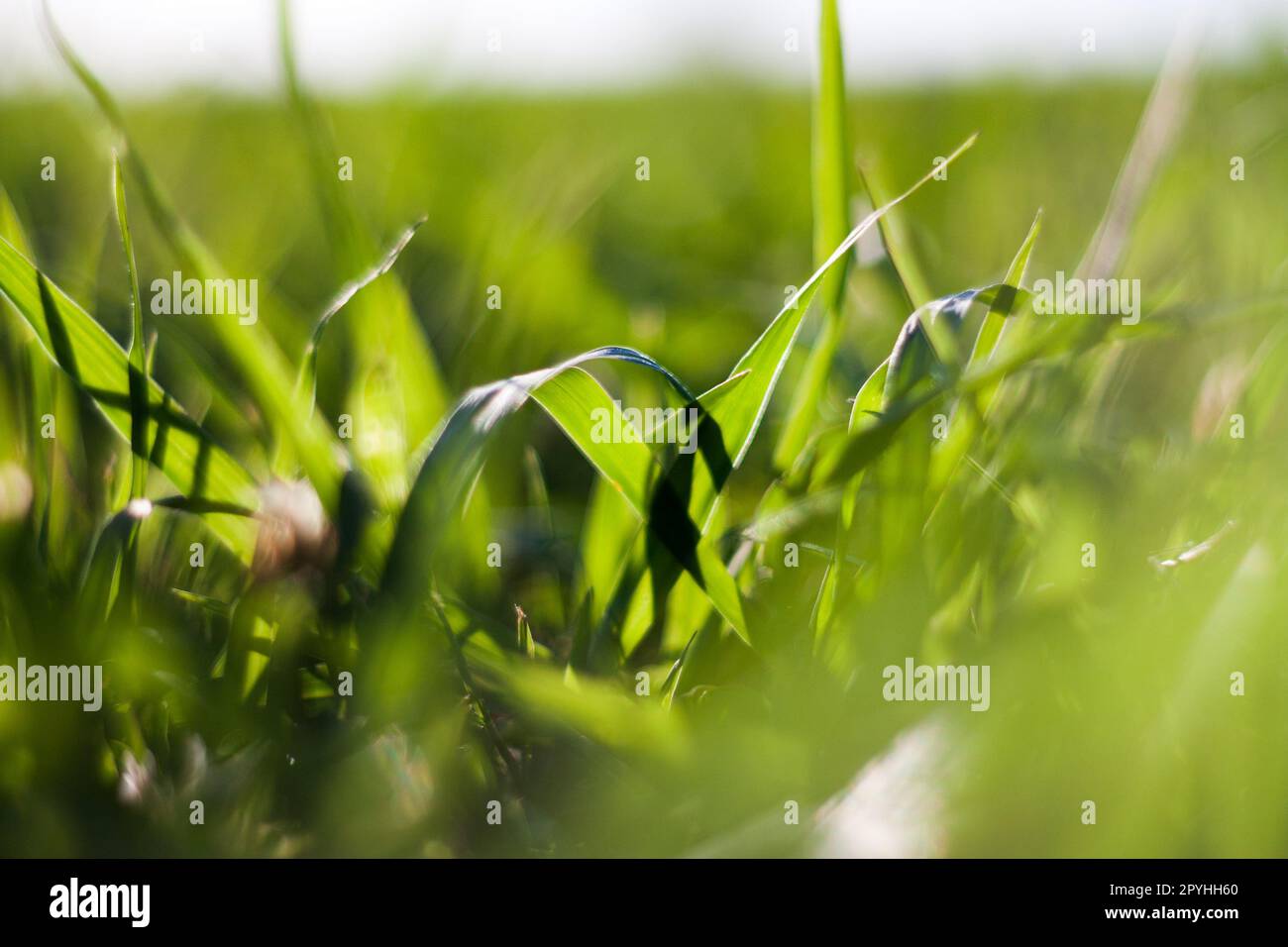 Erba estiva astratta con bokeh Foto Stock