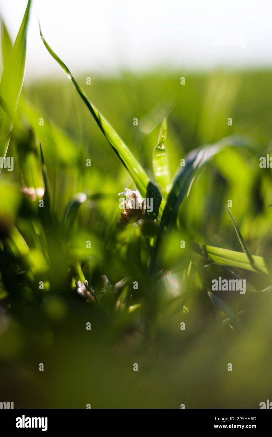 Erba estiva astratta con bokeh Foto Stock