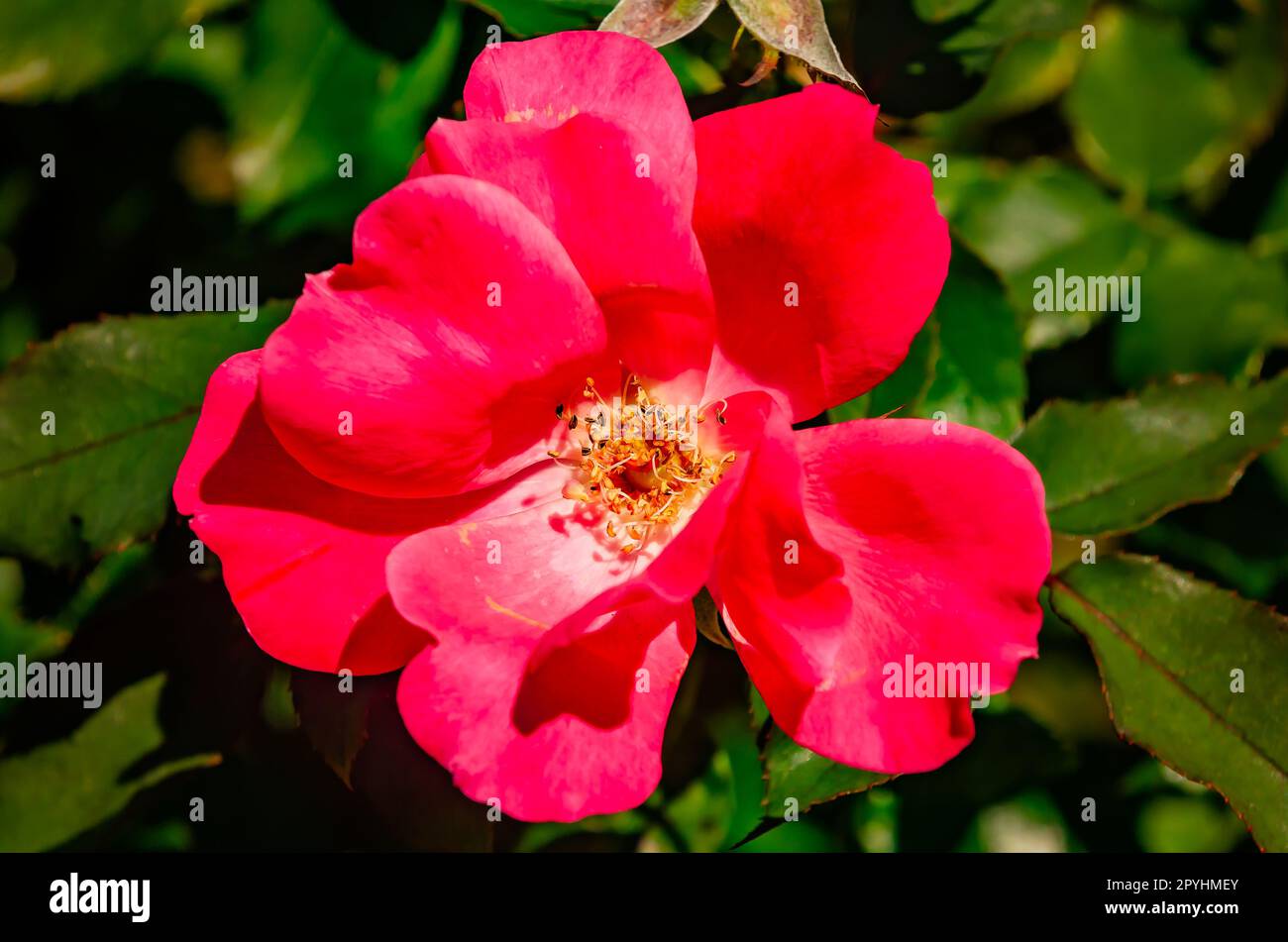 La rosa cinese (Rosa chinensis) è nella foto, il 30 aprile 2023, a Loxley, Alabama. Foto Stock
