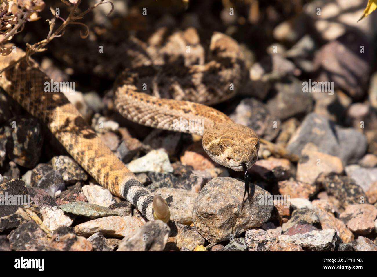 Western Diamond-backed Rattlesnake (Crotalus atrox), Organ Pipe Cactus National Monument, Arizona Foto Stock
