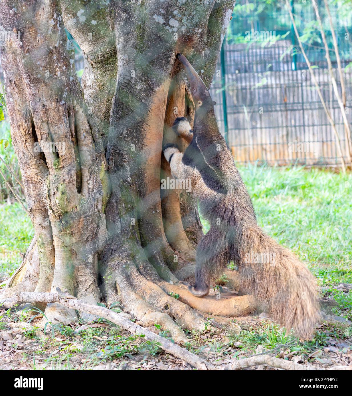 Antenato gigante, simpatico animale dal Brasile. Tridattila di Myrmecophaga, animale esotico ed endemico. Scena faunistica. Foto Stock