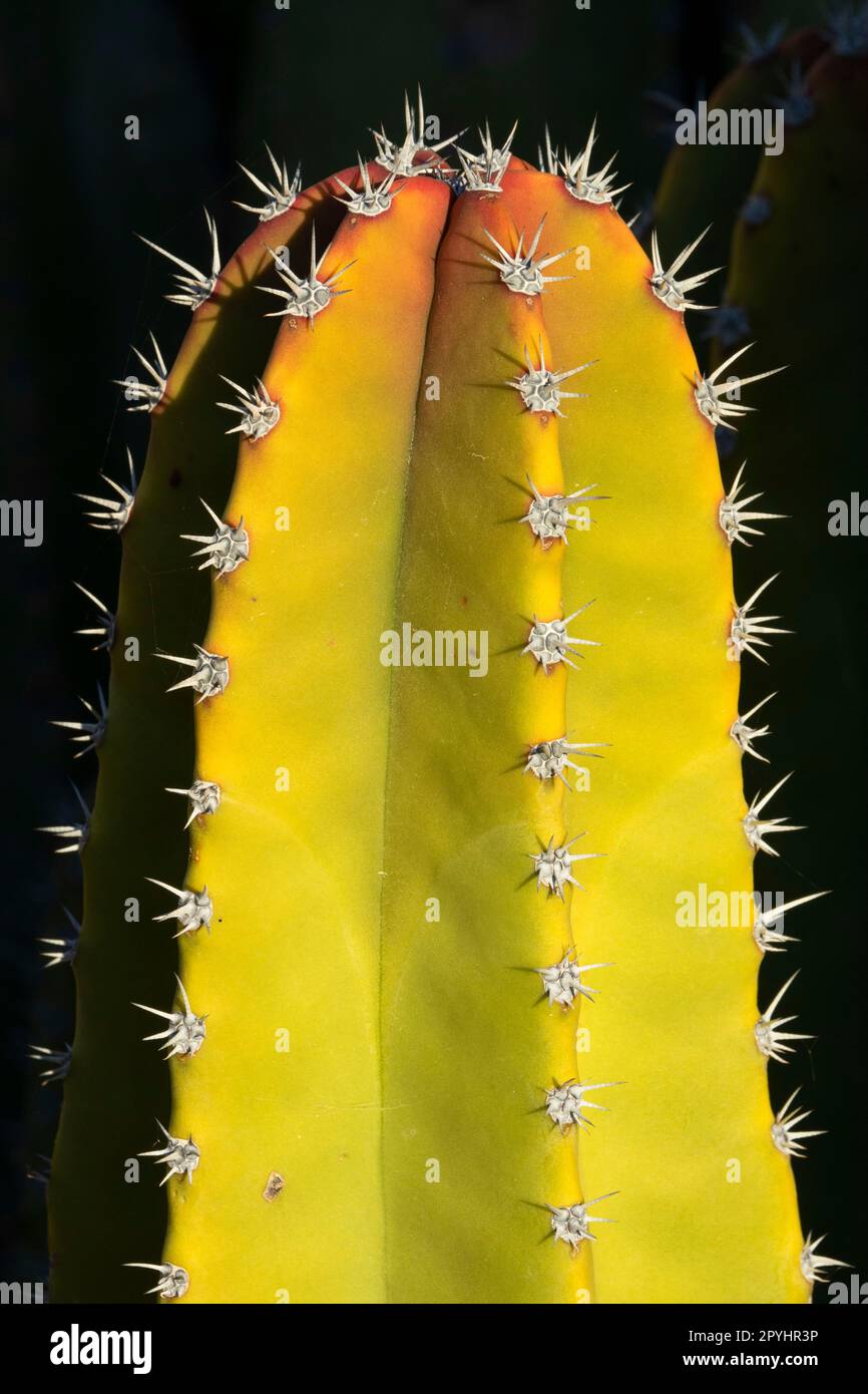 Cactus di Senita nel Bacino di Senita, monumento nazionale di Organ Pipe Cactus, Arizona Foto Stock