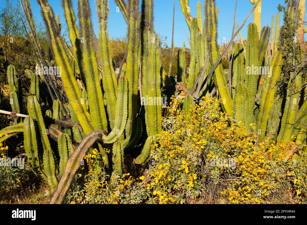 Cactus di Senita nel Bacino di Senita, monumento nazionale di Organ Pipe Cactus, Arizona Foto Stock