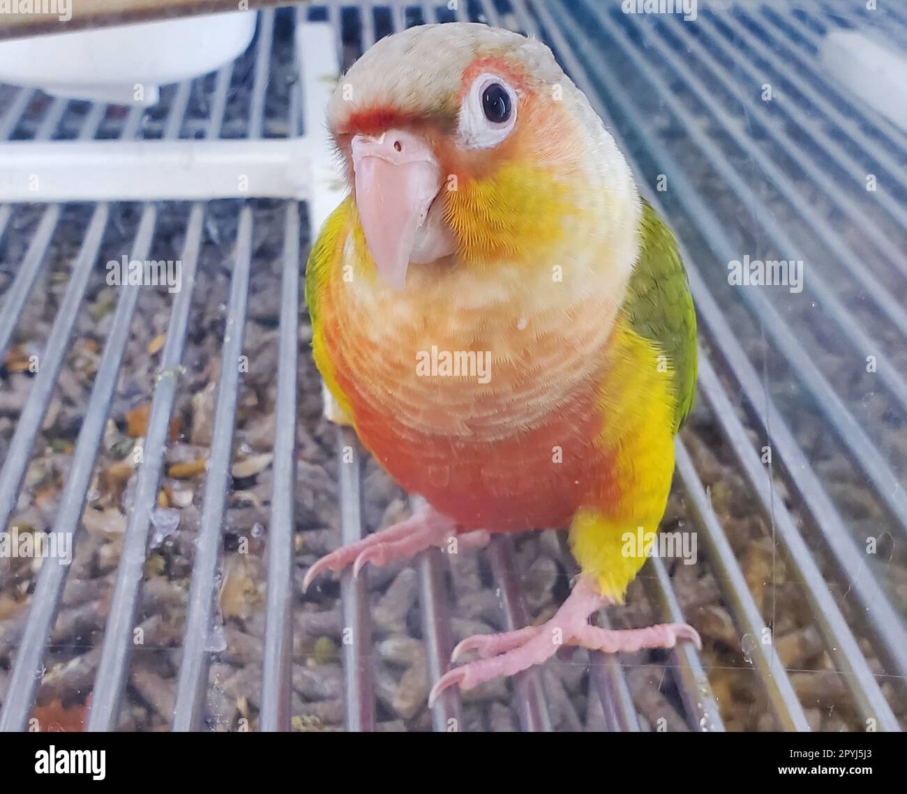 Un primo piano di una guancia verde Conure, un bel pappagallo nella sua gabbia Foto Stock