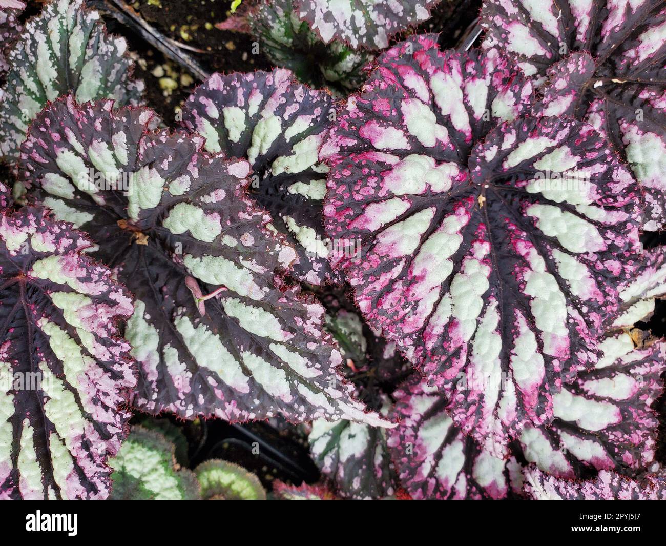 I colori vivaci delle foglie di Begonia Rex Fireworks, una pianta annuale Foto Stock