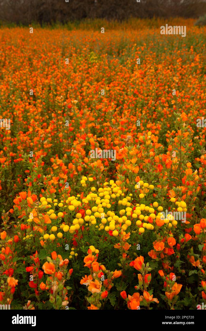 Mallow con camomilla globo (Oncosiphon pilulifer), Robbins Butte Wildlife Area, Arizona Foto Stock