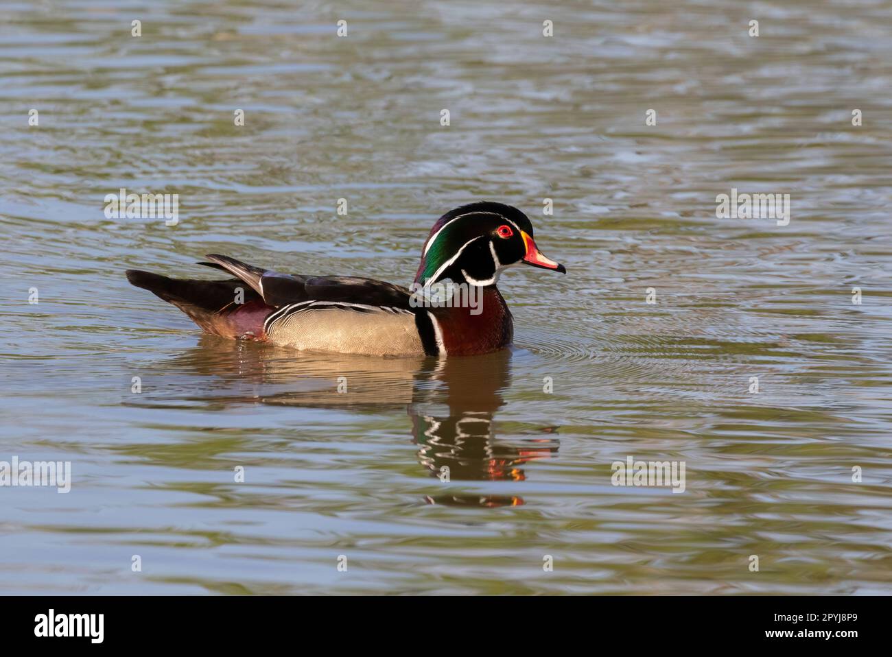 Piumaggio iridescente di anatra di legno maschio Foto Stock
