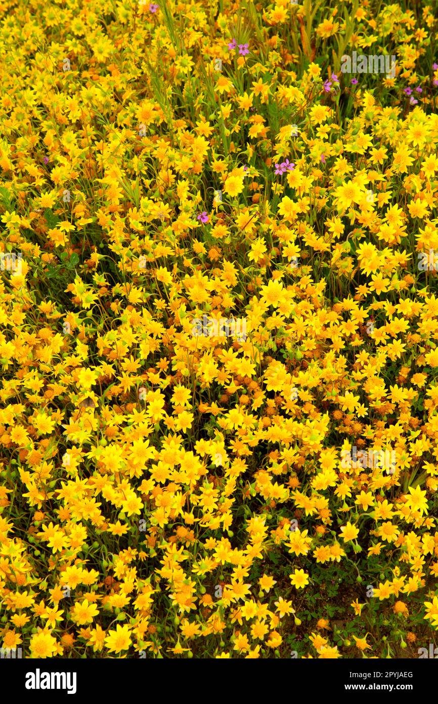 Goldfields, Carrizo Plain monumento nazionale, California Foto Stock