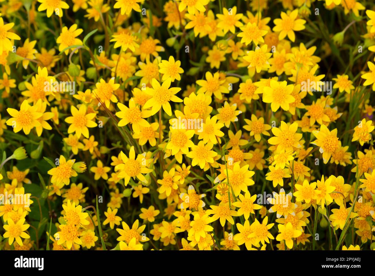 Goldfields, Carrizo Plain monumento nazionale, California Foto Stock