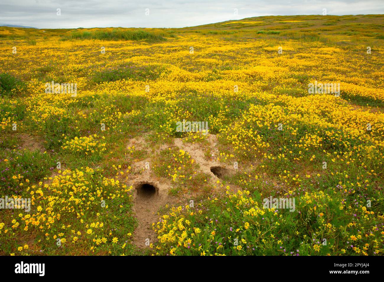 Burrow, Carrizo Plain National Monument, California Foto Stock