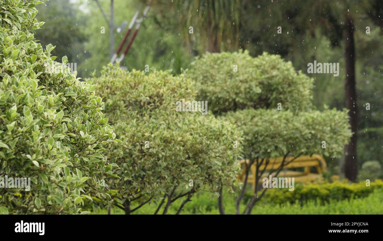 Euonymus japonicus verde opaco Foto Stock