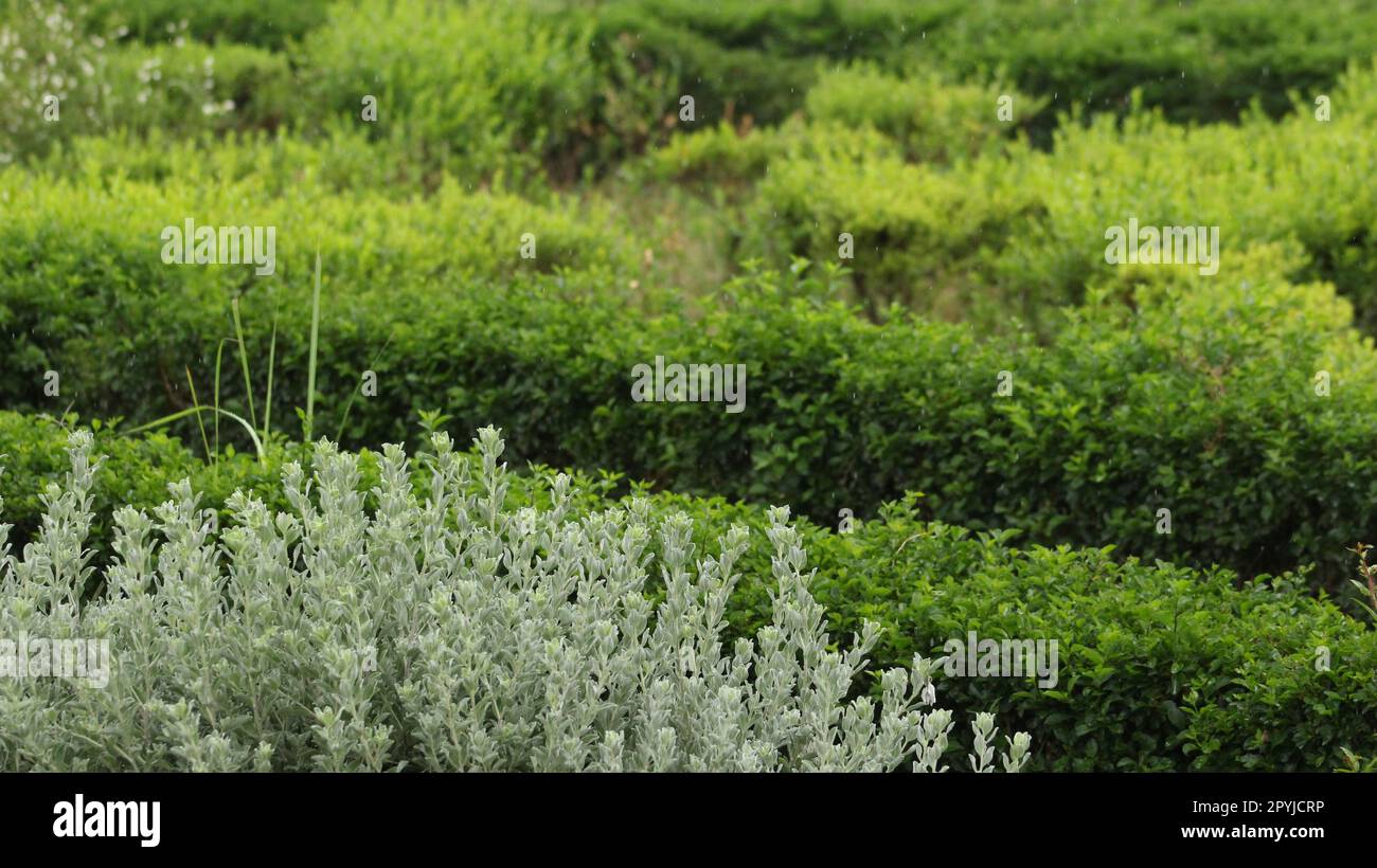 Gruppo di piante di Euonymus japonicus Foto Stock