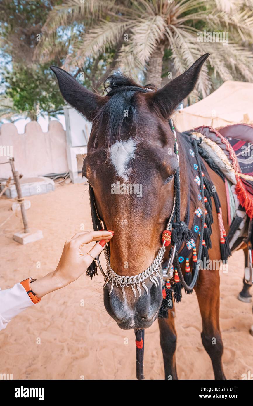 Una mano di ragazze giovani con maestoso cavallo arabo vicino stalla Foto Stock