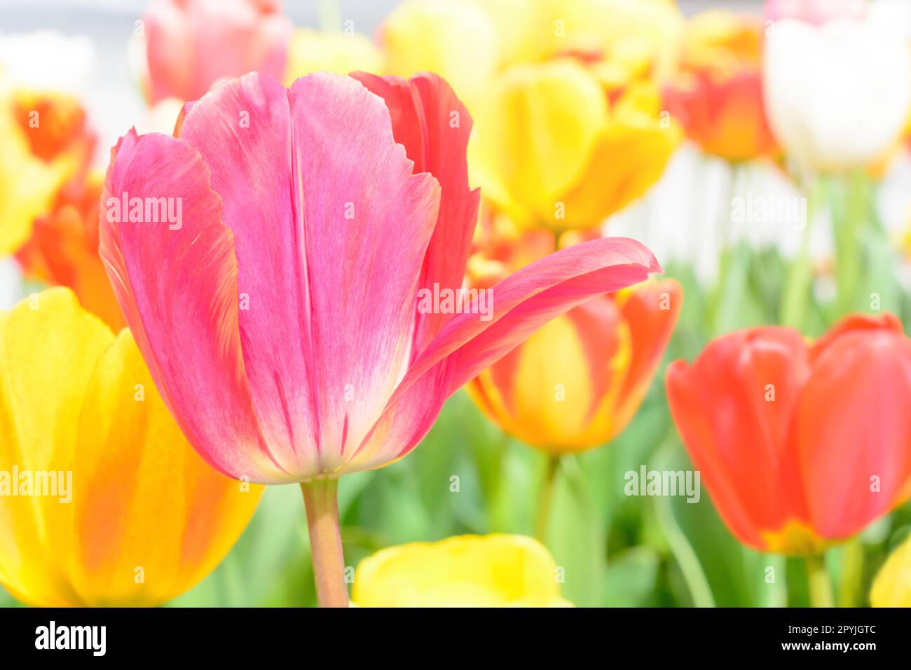Tulipano rosa con petalo aperto su sfondo sfocato in formato orizzontale Foto Stock