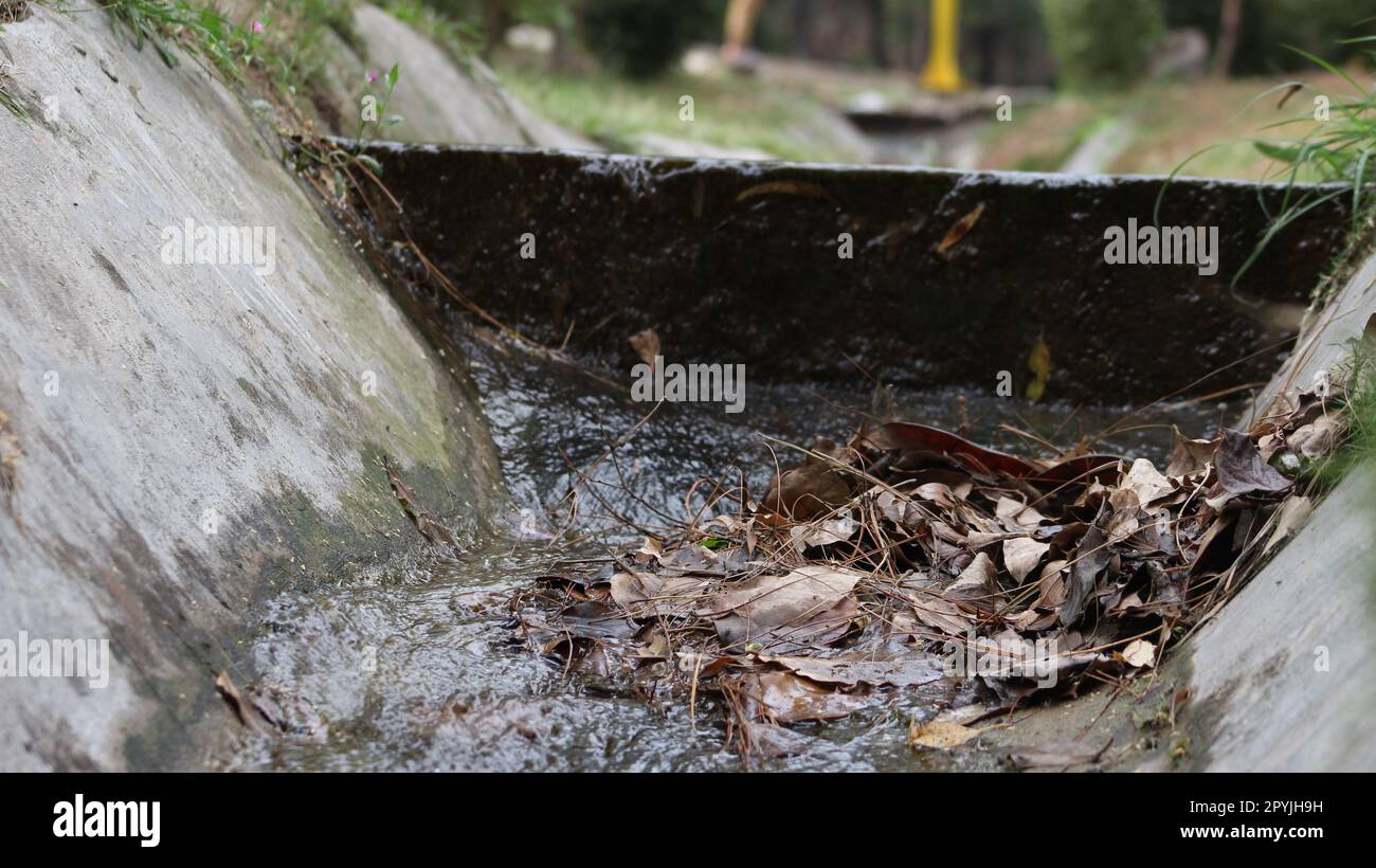 flusso di acqua su un lato di foresta Foto Stock