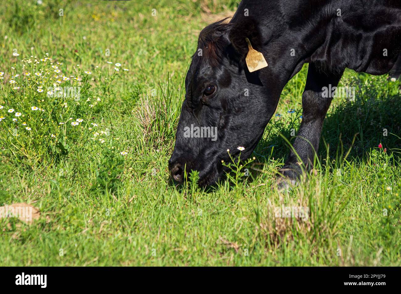Primo piano di una mucca di Angus che pascola lussureggianti erbe primaverili con spazio negativo a sinistra. Foto Stock