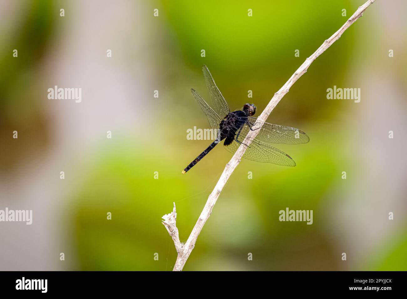 Dragonfly a twig contro sfondo bokeh verde Foto Stock