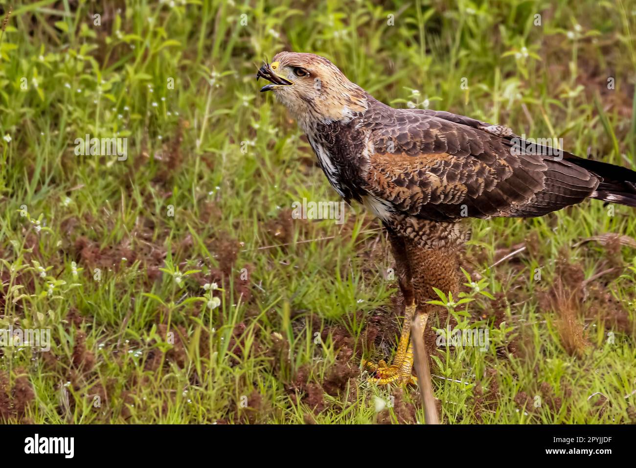 Primo piano di un falco savanna arroccato sul terreno con una rana nel becco, Pantanal Wetlands, Mato Grosso, Brasile Foto Stock