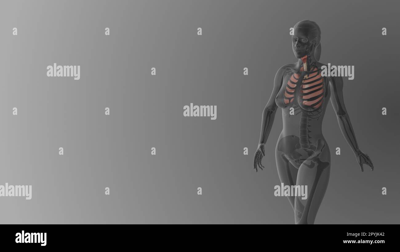 Anatomia polmonare femminile sfondo medico Foto Stock