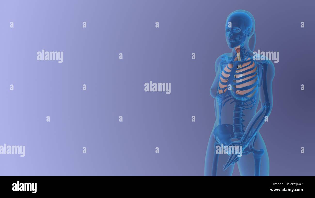 Anatomia polmonare femminile concetto medico Foto Stock