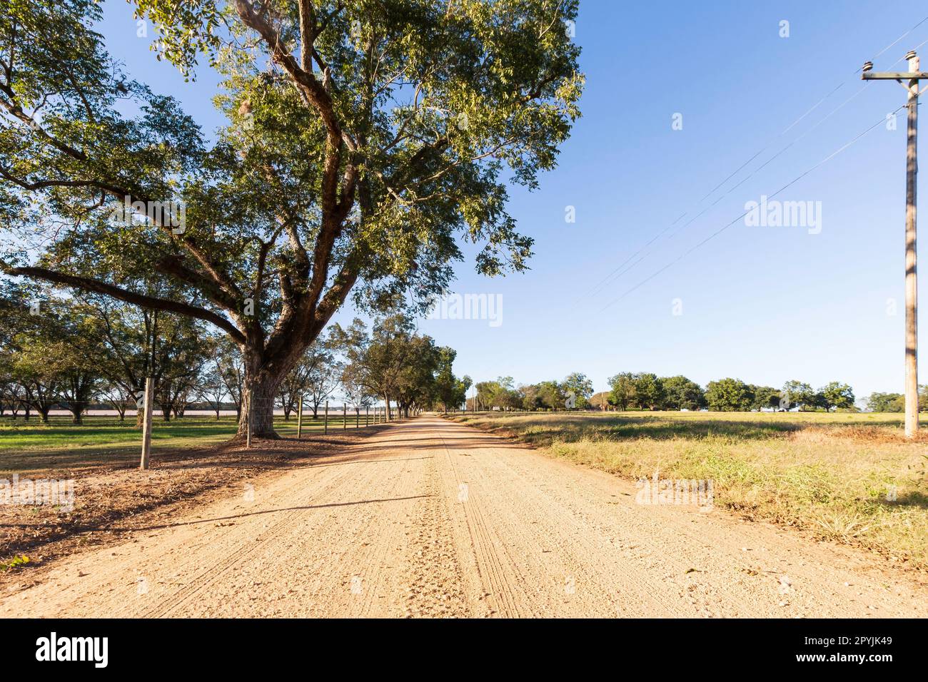 Una strada sterrata nell'Alabama centrale con un boschetto di noci pecan sulla sinistra e cotone maturo in lontananza. Foto Stock