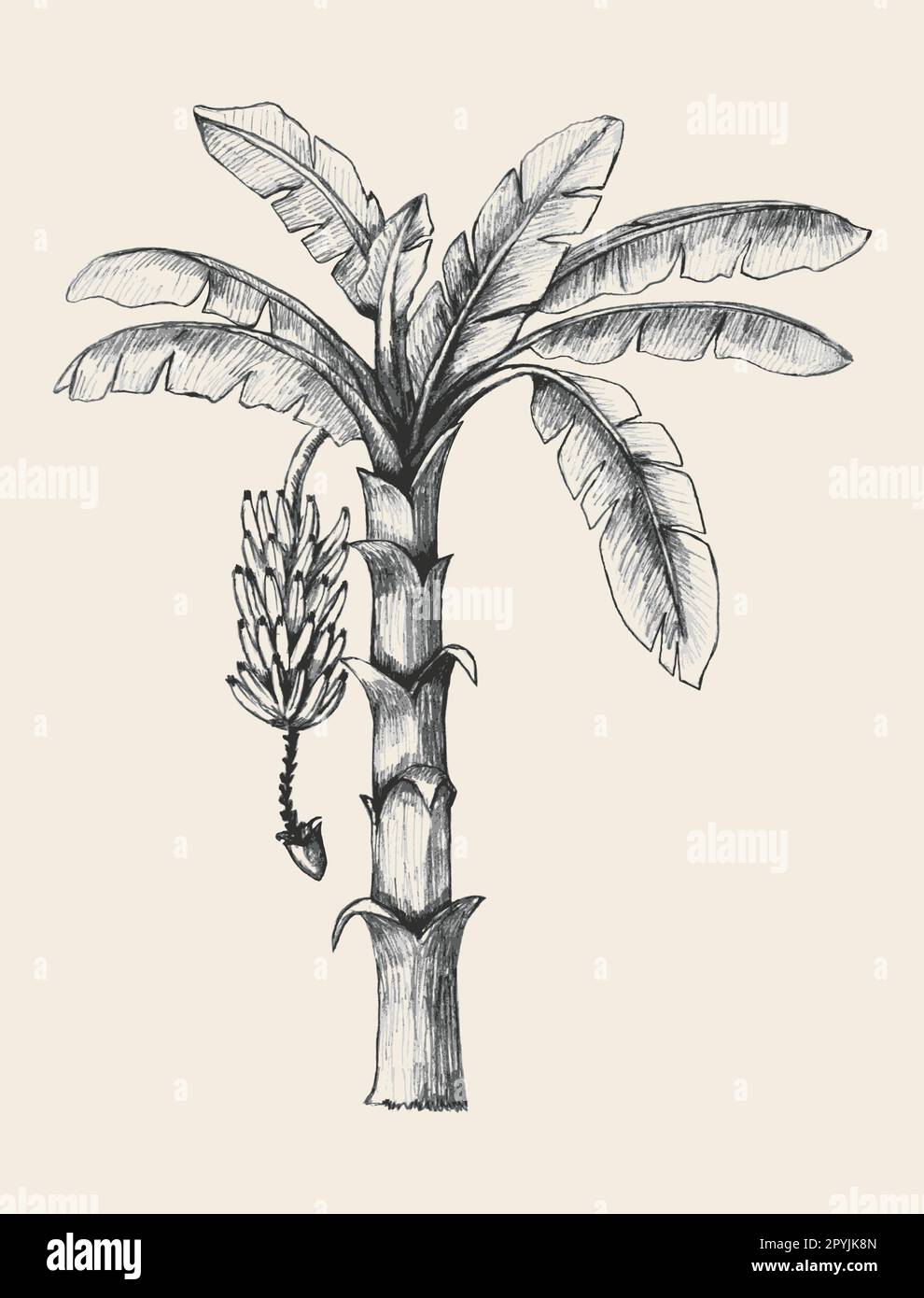 Illustrazione dello schizzo dell'albero a banana Illustrazione Vettoriale