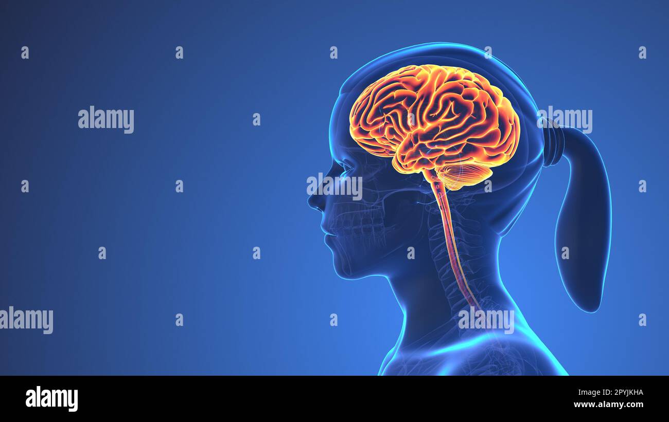 Anatomia del cervello umano all'interno del corpo Foto Stock